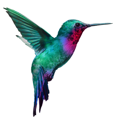Bird-image